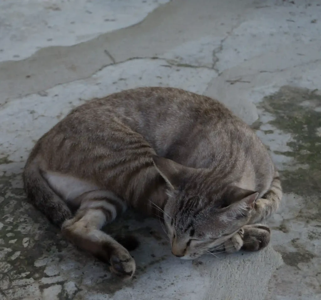 broo pest stray animal control